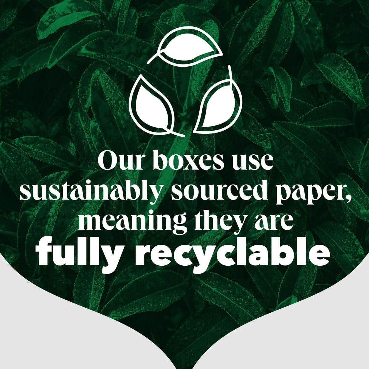 PG Tips Original Black Tea Bags 4 x 210 Count fully recyclable