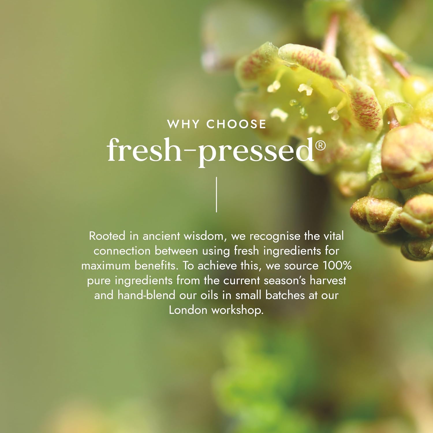 Close-up of green leaves with text about fresh-pressed products on a blurred green background
