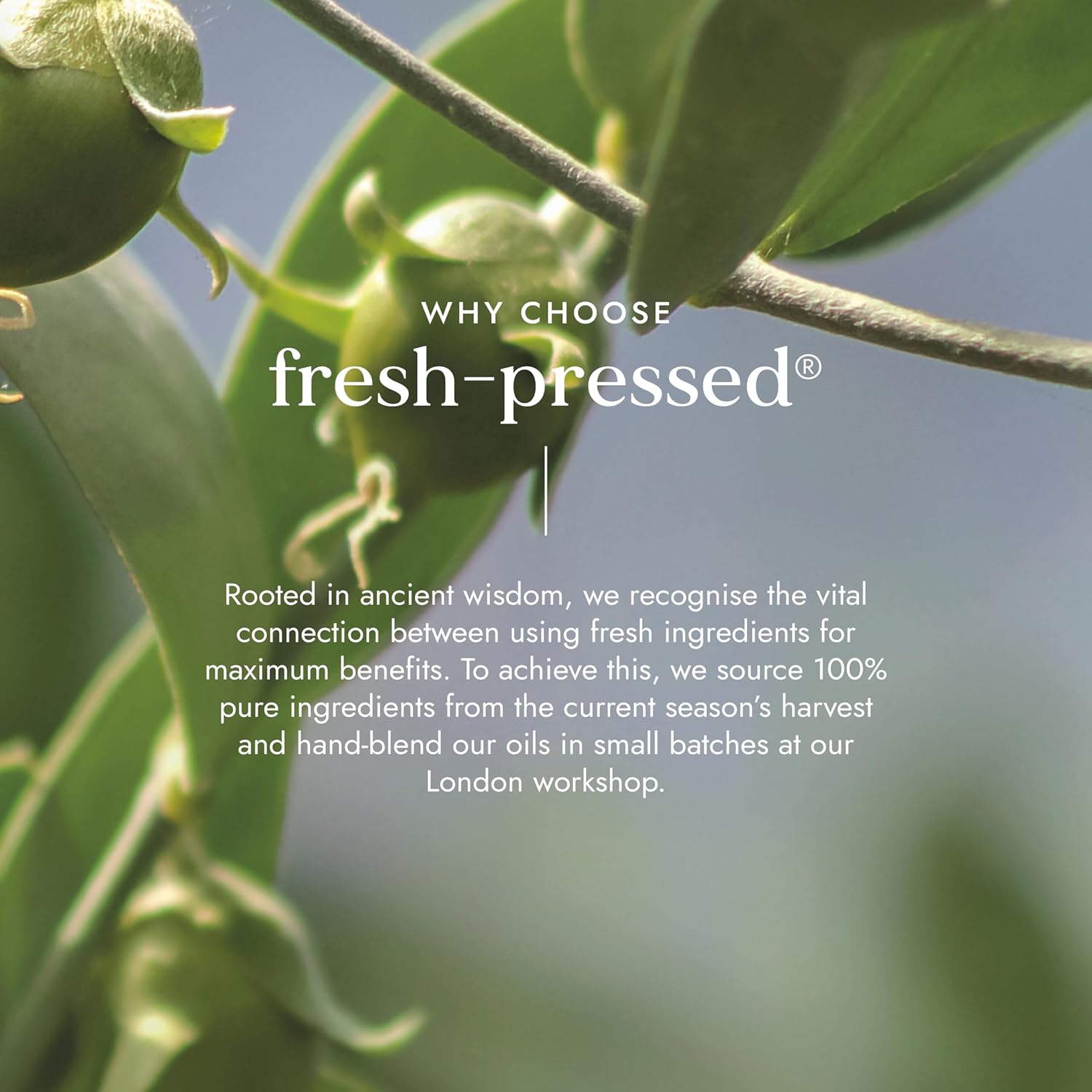 Green leaves with text about fresh-pressed products and their sourcing process.