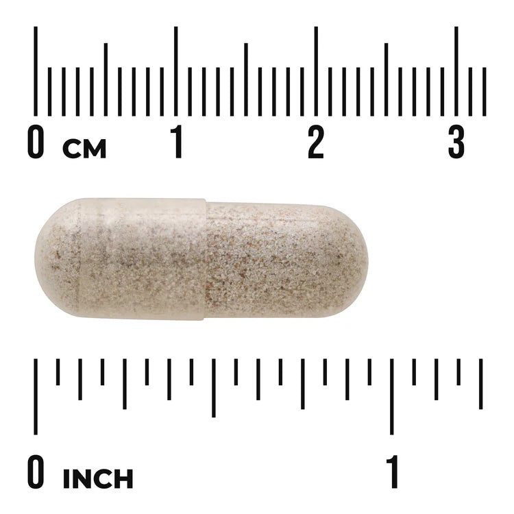 Swanson Sea Cucumber 500mg 100 Capsules supplement capsule bottle 60 capsule size